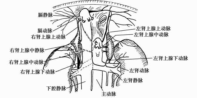 肾上腺的血供