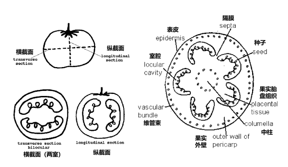 番茄果实的解剖结构示意图